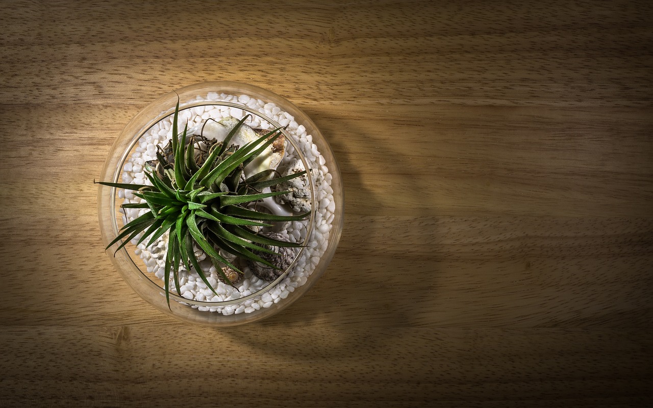 How to Create a DIY Terrarium for Your Home